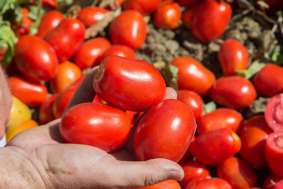 Tomato_SV8011TM_CA_00009