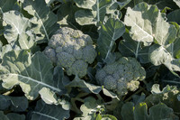 Broccoli_SV1771BL_CA_0014