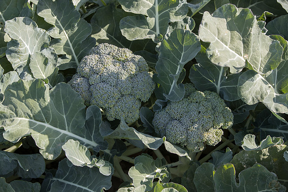 Broccoli_SV1771BL_CA_0014