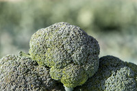 Broccoli_SV1771BL_CA_0006