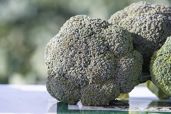 Broccoli_SV1771BL_CA_0003