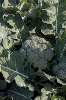 Broccoli_SV1771BL_CA_0022