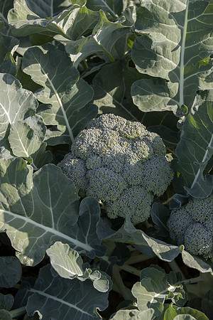 Broccoli_SV1771BL_CA_0022