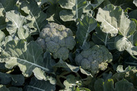 Broccoli_SV1771BL_CA_0013