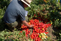 Tomato_SV8011TM_CA_00002