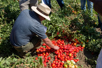 Tomato_SV8011TM_CA_00005