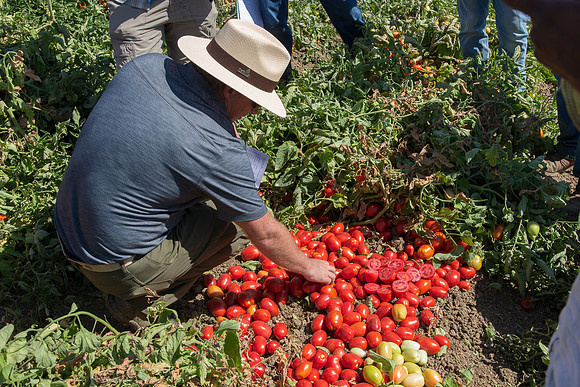 Tomato_SV8011TM_CA_00005