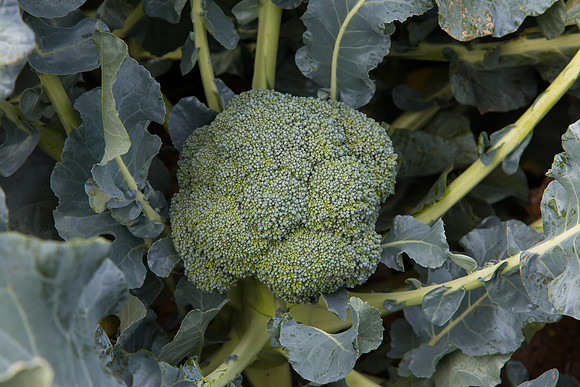 Broccoli_SV2557BL_CA_0002