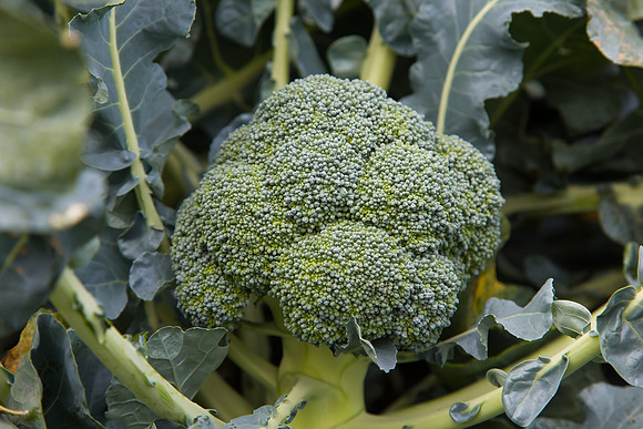 Broccoli_SV2557BL_CA_0014