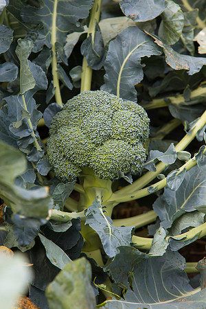 Broccoli_SV2557BL_CA_0023