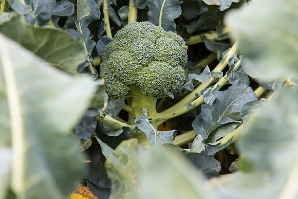Broccoli_SV2557BL_CA_0020