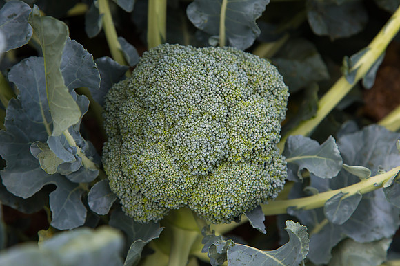 Broccoli_SV2557BL_CA_0006
