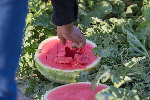 Watermelon_SummerBreeze_CA_0011