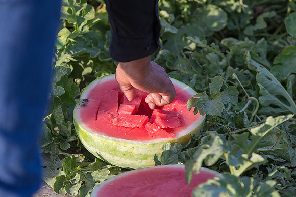Watermelon_SummerBreeze_CA_0013
