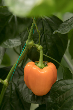 Peppers_DR0713_0005