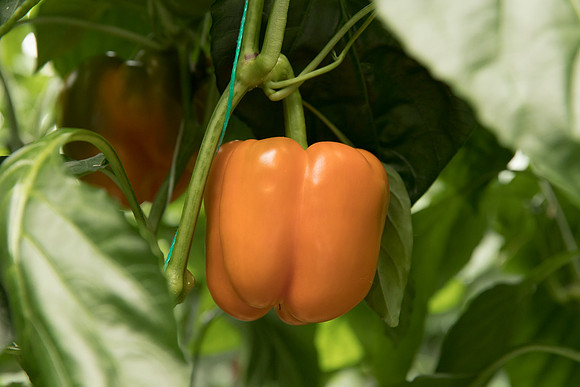 Peppers_DR0713_0064