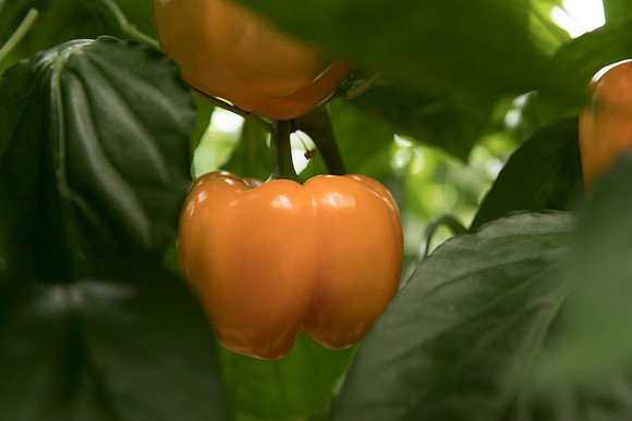Peppers_DR0713_0059