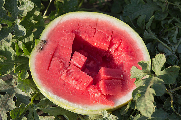 Watermelon_SummerBreeze_CA_0022