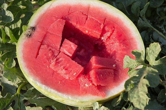 Watermelon_SummerBreeze_CA_0021