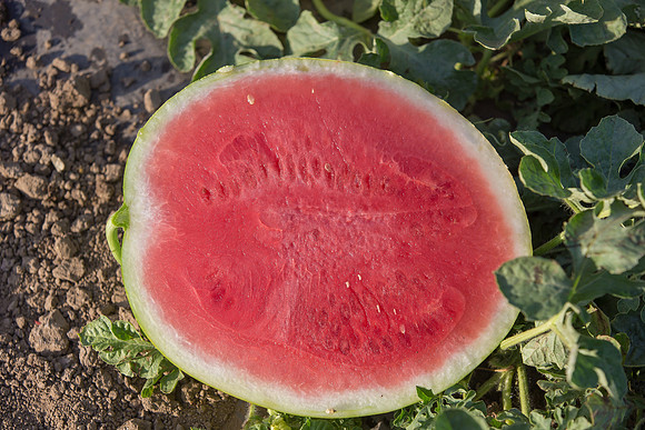 Watermelon_SummerBreeze_CA_0018