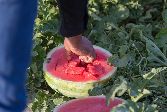 Watermelon_SummerBreeze_CA_0014