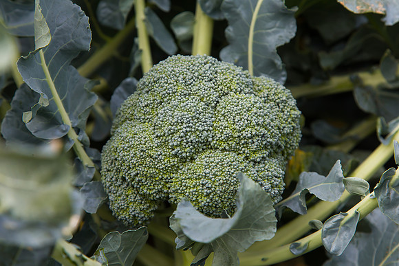 Broccoli_SV2557BL_CA_0011