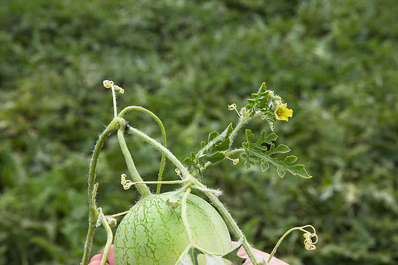 Watermelon_Wingman_CA_0027
