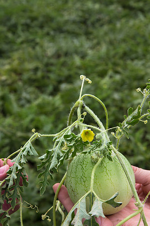 Watermelon_Wingman_CA_0036