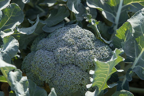 Broccoli_SV1822BL_CA_0009