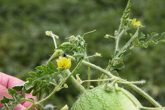 Watermelon_Wingman_CA_0040