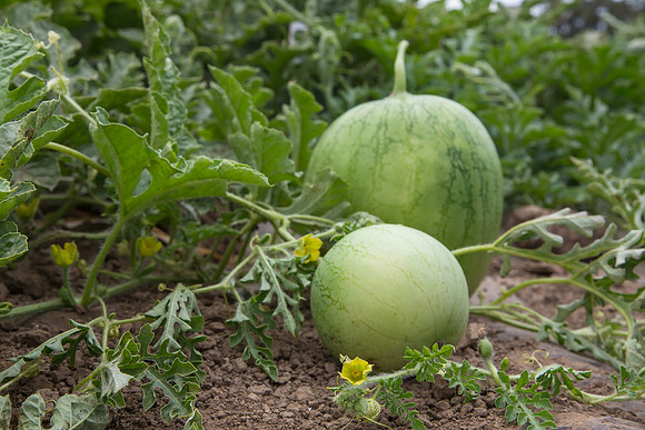Watermelon_Wingman_CA_0076