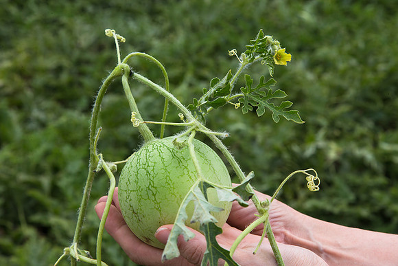 Watermelon_Wingman_CA_0031