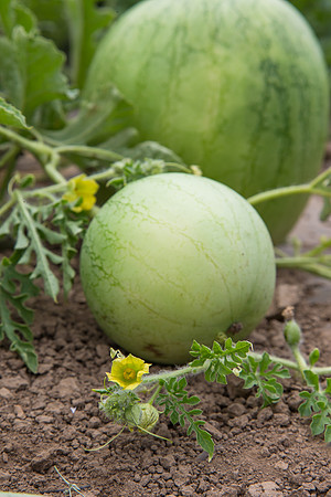 Watermelon_Wingman_CA_0058
