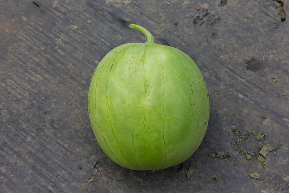 Watermelon_Wingman_CA_0010