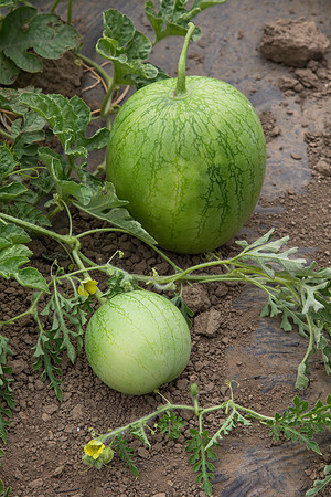 Watermelon_Wingman_CA_0067