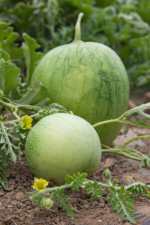 Watermelon_Wingman_CA_0063
