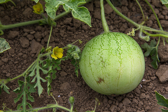 Watermelon_Wingman_CA_0046