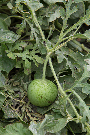 Watermelon_Wingman_CA_0002