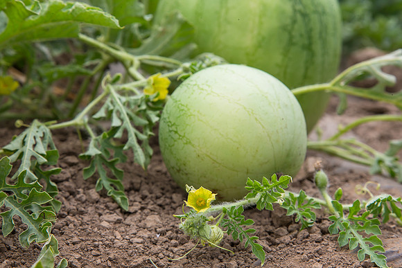 Watermelon_Wingman_CA_0075