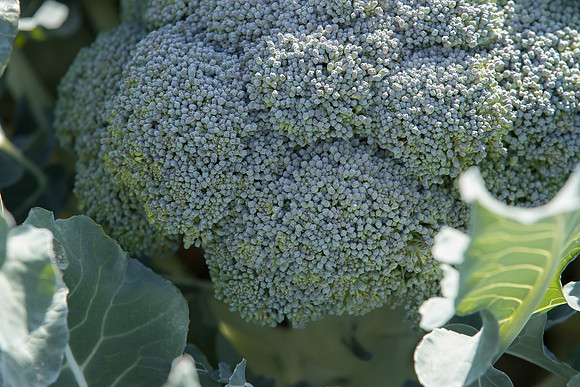 Broccoli_SV1822BL_CA_0012
