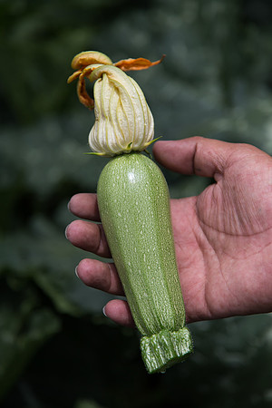 Squash_Adelita_MX_0062