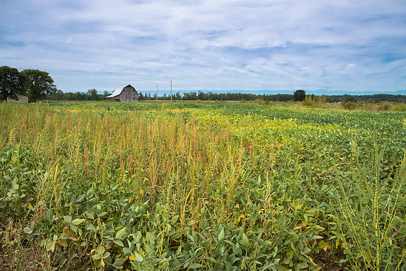 Weed choked soybean field