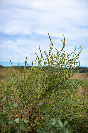 Palmer Amaranth CDPf_22703