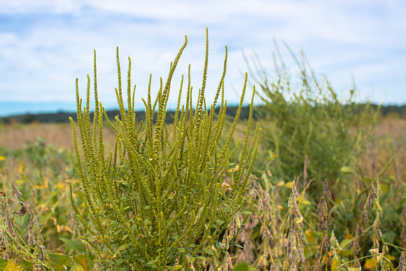 Palmer Amaranth CDPf_22720