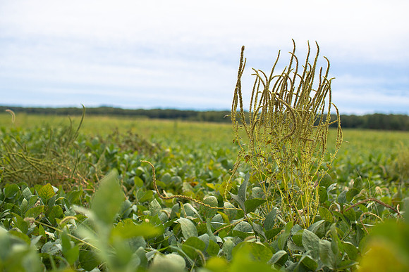 Palmer Amaranth CDPf_22735