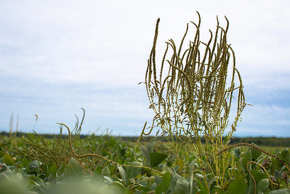 Palmer Amaranth CDPf_22760