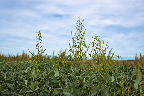 Palmer Amaranth CDPf_22774