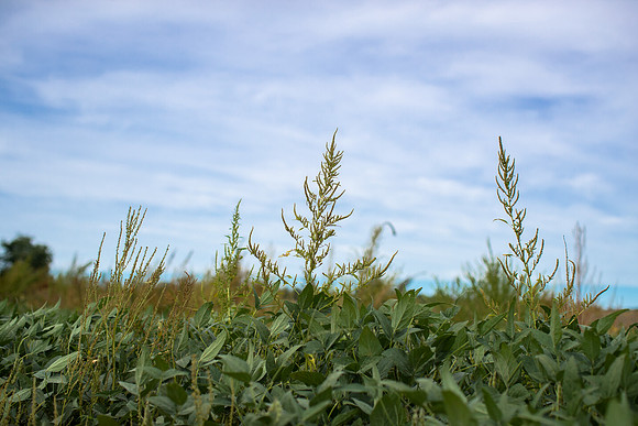 Palmer Amaranth CDPf_22819