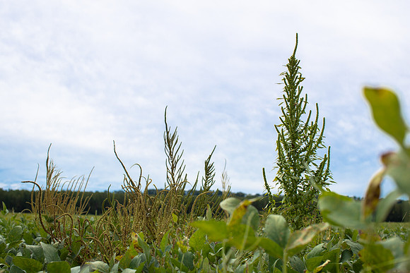 Palmer Amaranth CDPf_22833