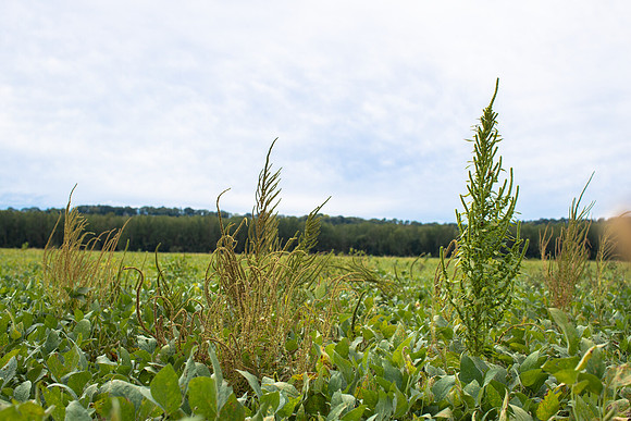Palmer Amaranth CDPf_22854